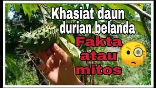 Khasiat Air Rebusan Daun Durian Belanda. Fakta atau Auta