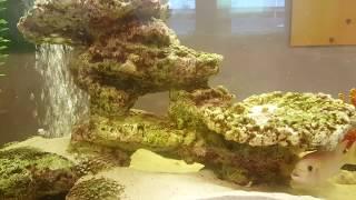 Beautiful aquarium rocks for Cichlids