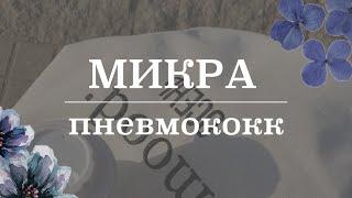 Пневмококк и пневмококковая инфекция | Микробиология