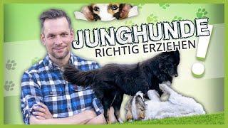 JUNGHUNDE richtig erziehen ► Was wir von Hunden lernen können | Verhaltensanalyse