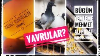 Yavruların yemlemesi Mehmet Ali polat kardeşim tarafından. Hangi yumurtalar boş?#güvercin #animals