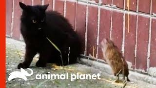 The Ultimate Unexpected Rat vs. Cat Face-off! | Weird, True & Freaky