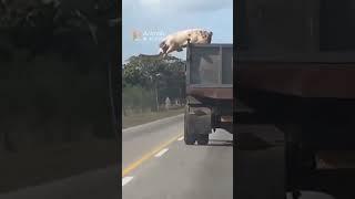 Brave pig escapes a  slaughterhouse truck #animals #wildlife #shorts