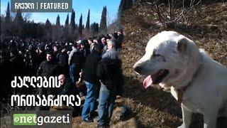 ძაღლების ორთაბრძოლა | Dog fights