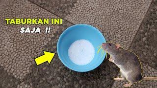 Cukup Taburkan Ini Saja !! Tikus Pergi Selamanya