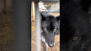 Grey Wolf Pair, #pets #shorts #petlover #funny #animals