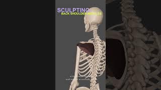 Master 3D Sculpting Anatomy | Back Shoulder Muscles in ZBrush