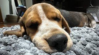 Molly snoring - beagle puppy