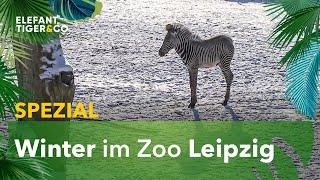 Der Winter im Zoo Leipzig - Spezialsendung Teil 1 | Elefant, Tiger & Co. | MDR