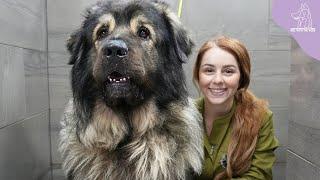 A MASSIVE Dog Breed I've Never Even Heard Of Before | Šarplaninac