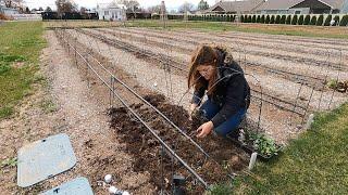 Finally Planting Ranunculus & Anemones!  // Garden Answer