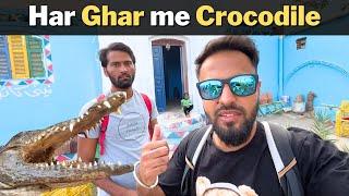 CROCODILES in EVERY HOME in ASWAN EGYPT | with @theindotrekker​