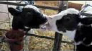 Cows Making Out!!