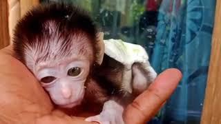 Cute baby monkey 