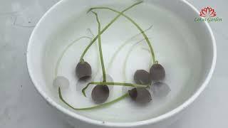 Lotus seeds germinate 5 days after sowing