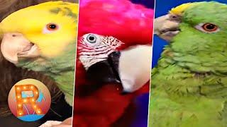 TOP 3 Parrot Auditions on | America's Got Talent - AGT