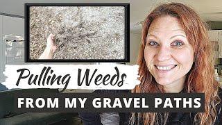 PULLING WEEDS FROM MY GRAVEL PATHS: Hard Work Maintaining The Paths!
