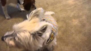 Pawzitive FX PetSitting: Meet Trouble the Westie