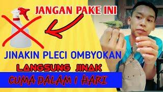 MENJINAKAN PLECI DENGAN CEPAT