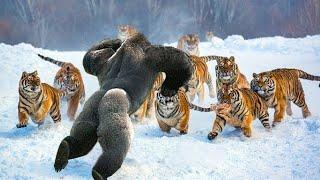 MOST FEARLESS ANIMALS ON THE PLANET