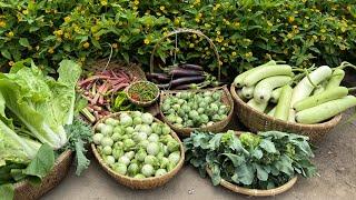 Harvest eggplant, chilli peppers, broccoli, bottle gourds, kale, and red okra, choi sum #gardening