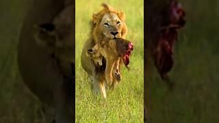 Lion Hunting #lions#animales