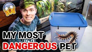 Meet My New Pet GIANT VIETNAMESE CENTIPEDE! (my most dangerous pet)