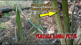 BAMBU PETUK INI DI BELAH KELUAH MAHLUK PENJAGA SOSOK ULAR