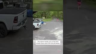 Woman Runs After Bear Chasing Her Dog #shorts