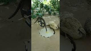 Technique Underground Bird Trap #youtubeshorts