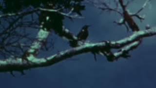 The Last Call Of A Species. Kauaʻi ʻōʻō bird recorded in 1987.