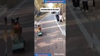 Funny Video - Small Little Dog Skateboarding On the Road Amazed People 