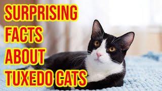 10 Surprising Facts About Tuxedo Cats
