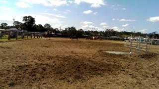 Gab, Carl and Spargy team penning kilcoy Sep 2013