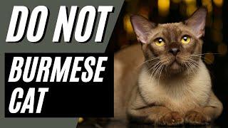 7 Reasons You SHOULD NOT Get a Burmese Cat