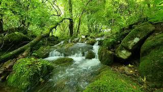 Beautiful Birdsong in the Forest, Relaxing Nature Sounds, ASMR