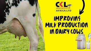 Improving Milk Production