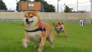 別居生活が解消された柴犬の兄妹、朝活が完全に祭りでした。。