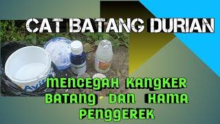 Mengecat Batang Durian, mencegah kanker batang dan hama penggerek