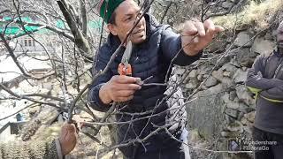 Apple Me pruning ka Sahi Tarika  प्रूनिंग करने का  सही तरीका Kinnaur part 3