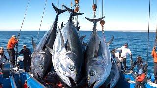 Bluefin Tuna Caught by Longline - The Most Intense Fishing Battle Ever!