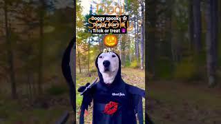 Dogy Very spooky#doge #viral #shorts