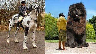15 من اضخم الكلاب في العالم | حجمها سيصدمك