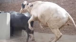 mix animal mating breeding science technology bull mating with buffalo