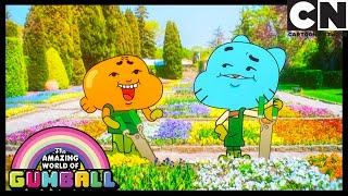 As Pétalas | O Incrível Mundo de Gumball | Cartoon Network 