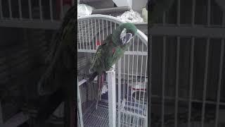 So you want a Severe Macaw?