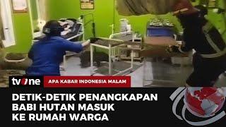 Geger, 2 Babi Hutan Masuk ke Rumah Bidan di Kuningan | AKIM tvOne