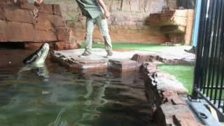 Gigantic Crocodile Leaping From The Water To Be Fed!!