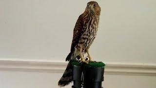 New Falconry Cooper's Hawk Update