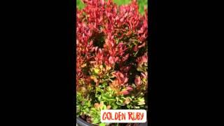 Berberis Golden Ruby Plantipp